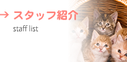 スタッフ紹介